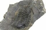 Bargain, Morocconites Trilobite Fossil - Ofaten, Morocco #312770-4